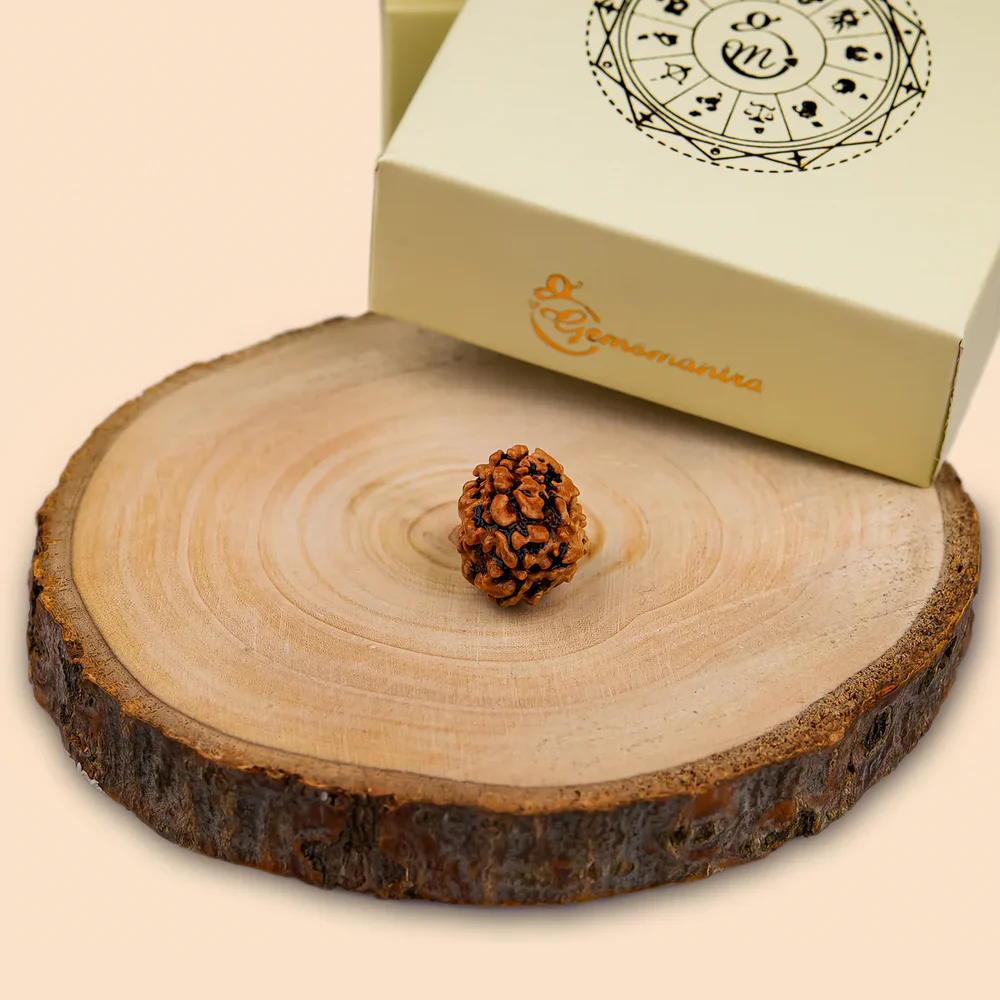 3 Mukhi Rudraksha
